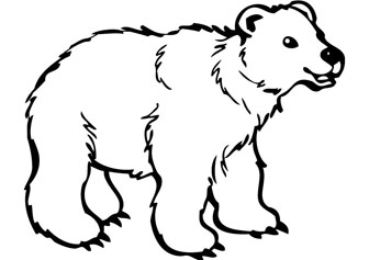 Bear drawing book
