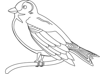 finch bird drawing book