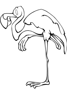 flamingo drawing book