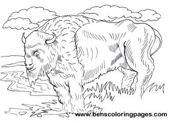 bison pictures to color