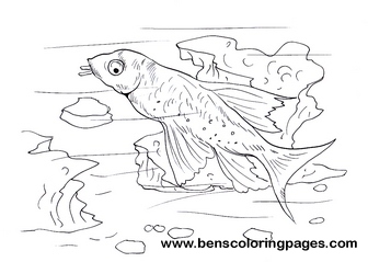 catfish pictures to color