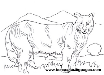 cougar pictures to color
