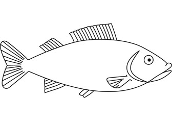 Fish drawing book