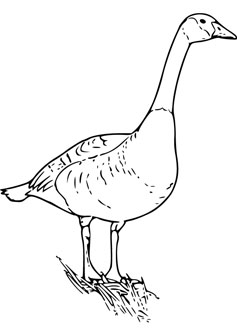 goose drawing book
