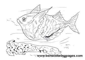 hatchet fish coloring for kids