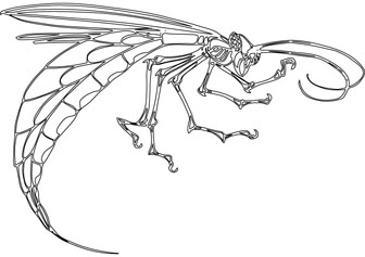 dragon fly drawing
