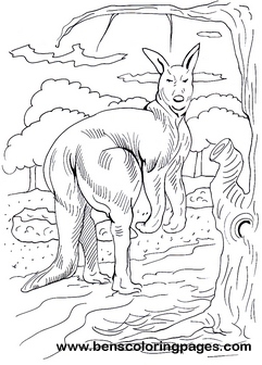 kangaroo coloring for kids