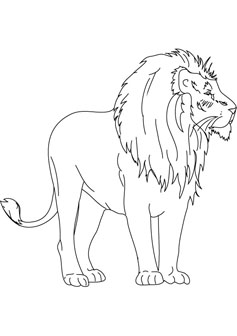 Baby Lion picture