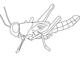 Grass hopper drawing picture