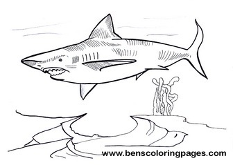 Megalodon free coloring picture