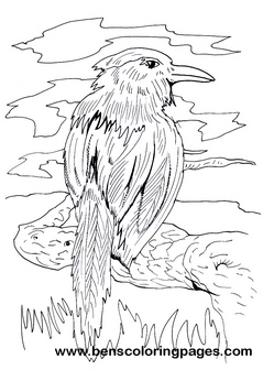 motmot coloring picture