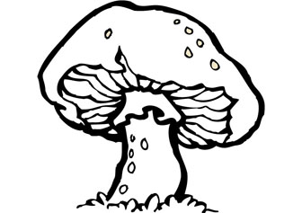 Mushroom drawing