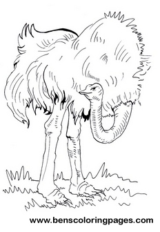 ostrich printable coloring pages