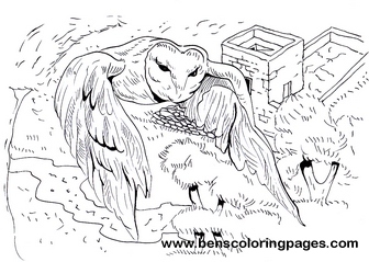 owl coloring picture