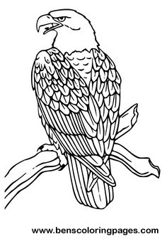 bald eagle pictures