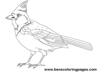 bird pictures