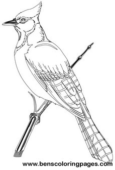 birds pictures