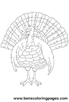 peacock pictures