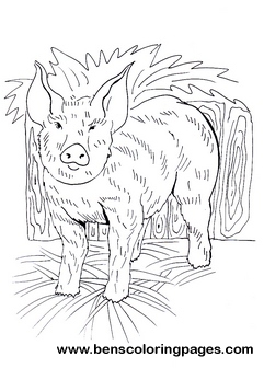 pig coloring picture