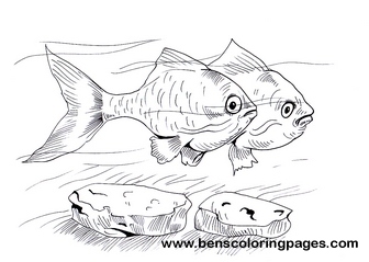 tiger barb print out