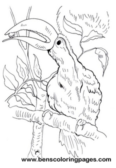 toucan page to color