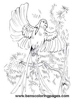 whydah printouts