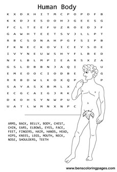 the human body