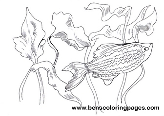 zebra danio print out