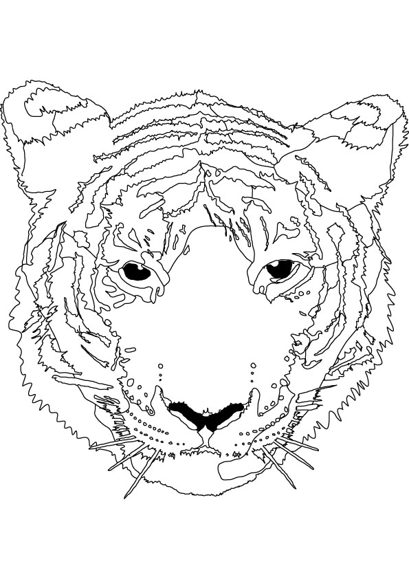 tiger colouring picture