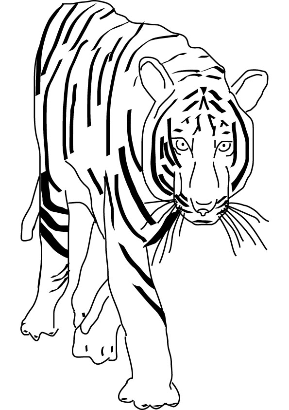 roaring tiger colouring picture