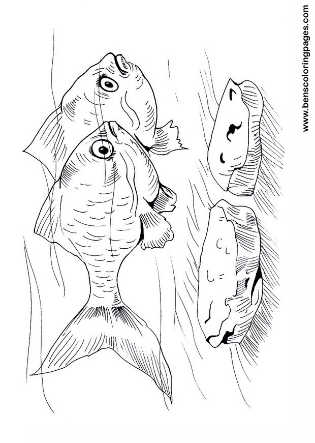 tiger barb coloring sheet