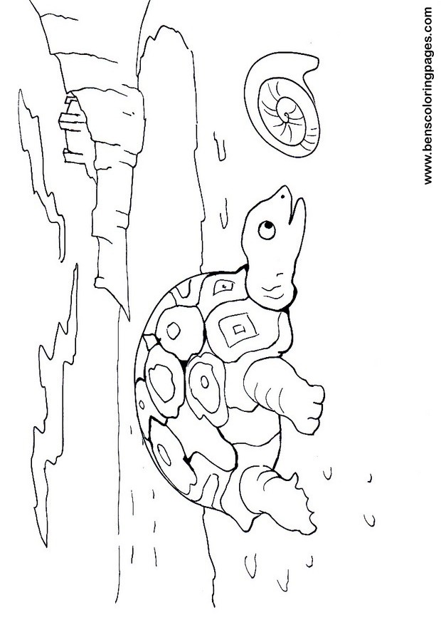 tortoise coloring sheet