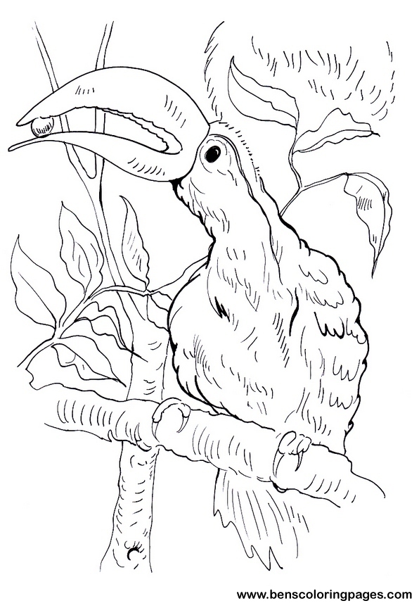 toucan coloring picture