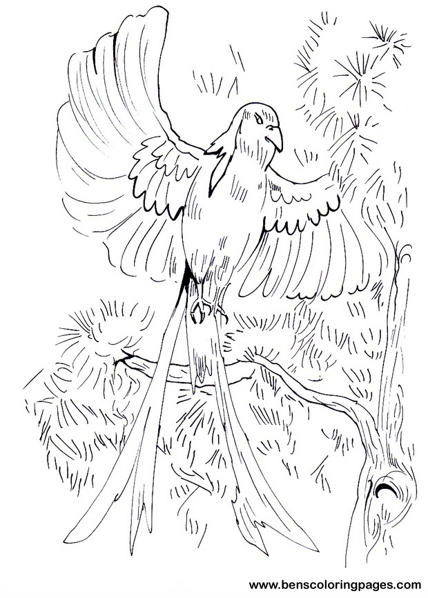 whydah coloring sheets