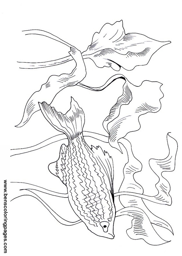 zebra coloring sheet