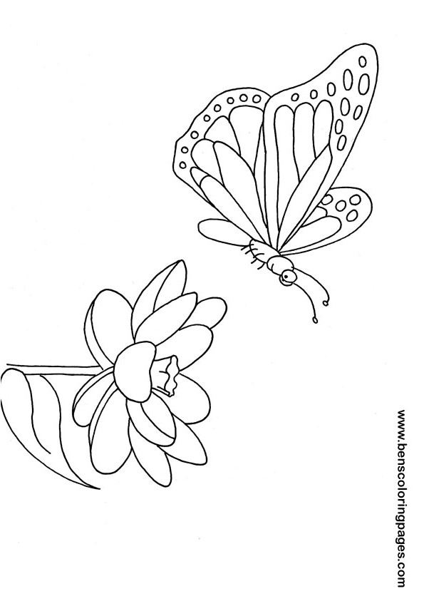 butterfly and flower