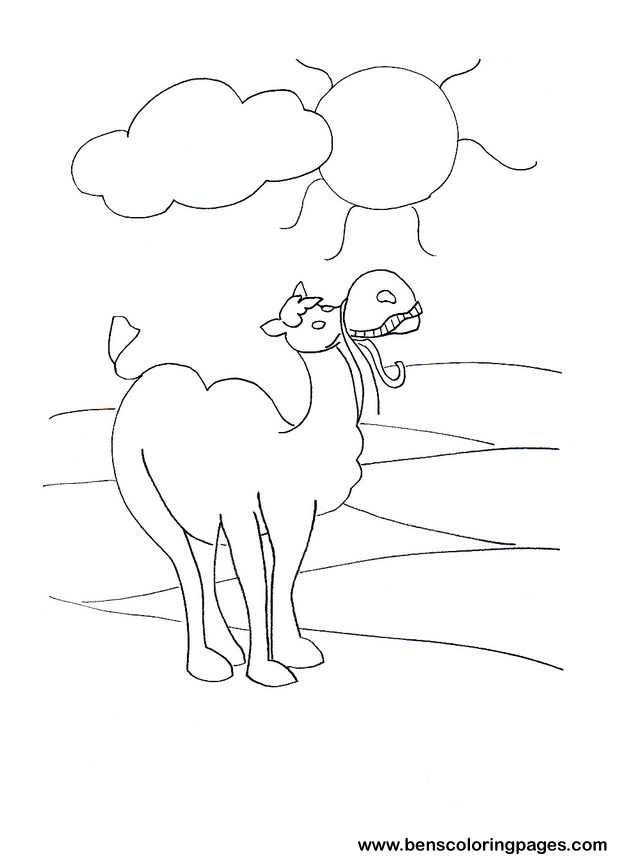 desert camel
