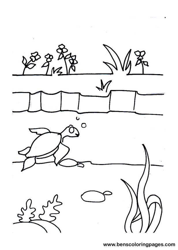 sammy the lost tortoise coloring page