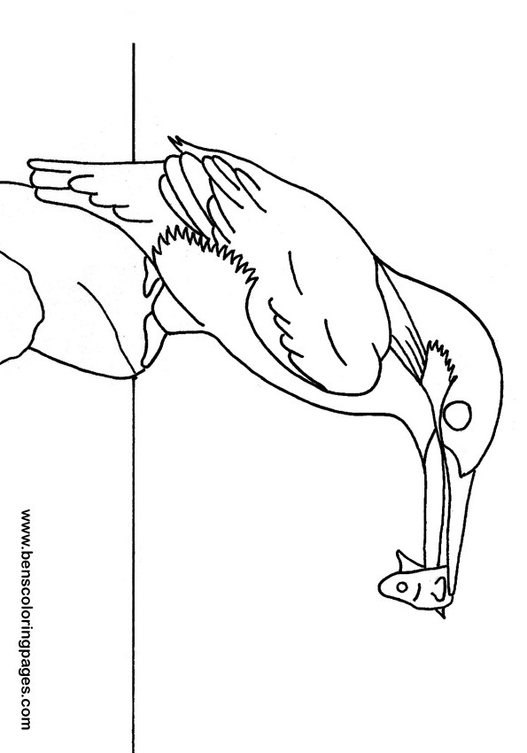 kingfisher picture for kids