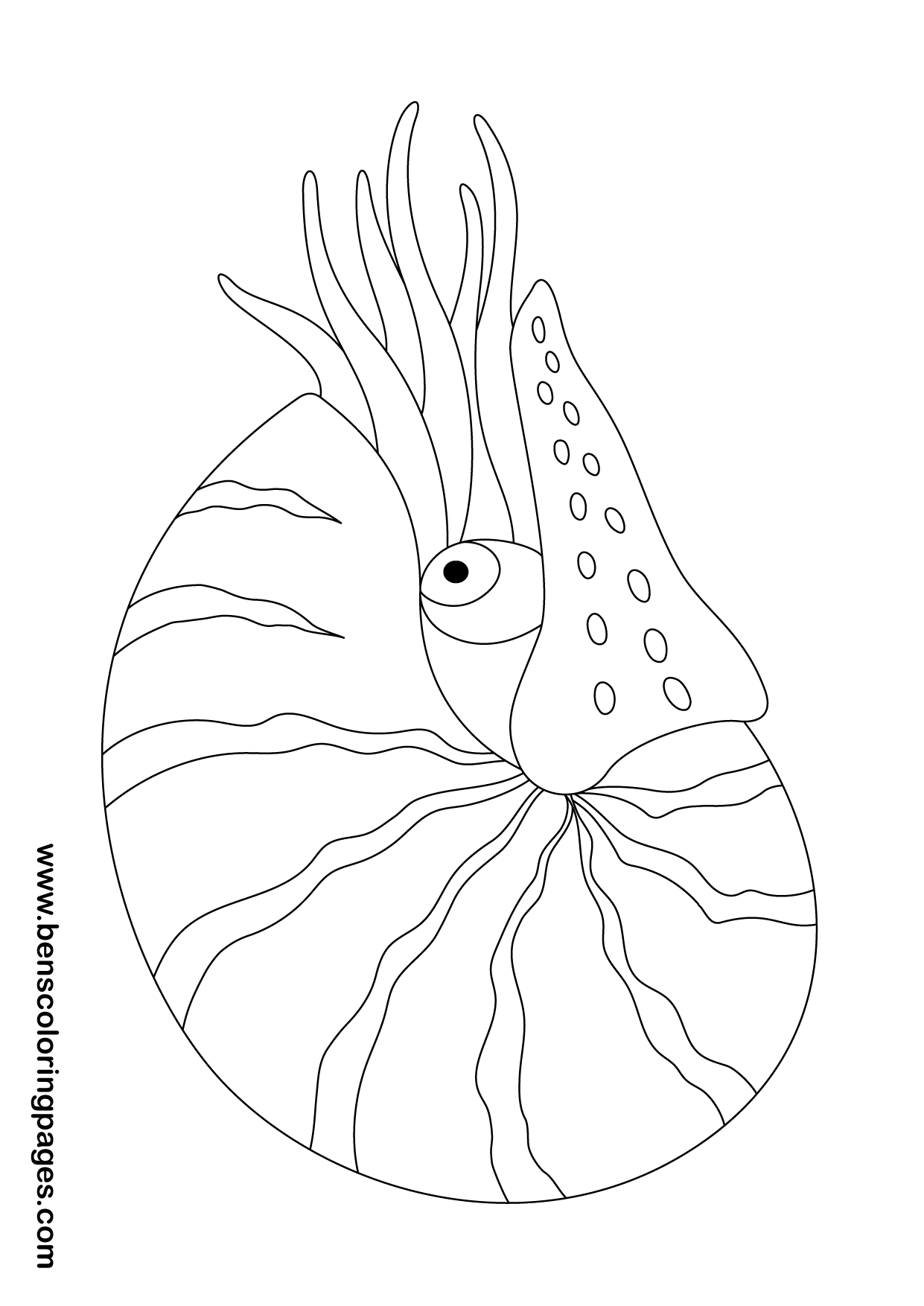 sea nautilus drawing design