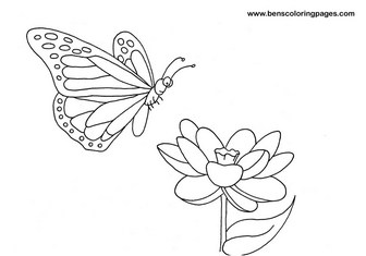 natural butterfly