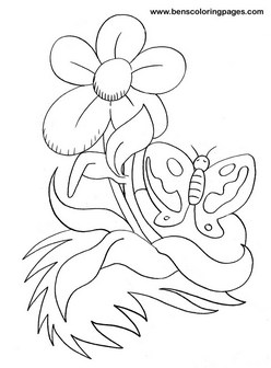 butterfly