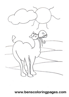 lonely camel