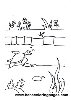 little tortoise