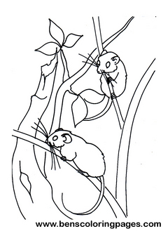 two mice