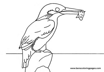 kingfisher coloring page