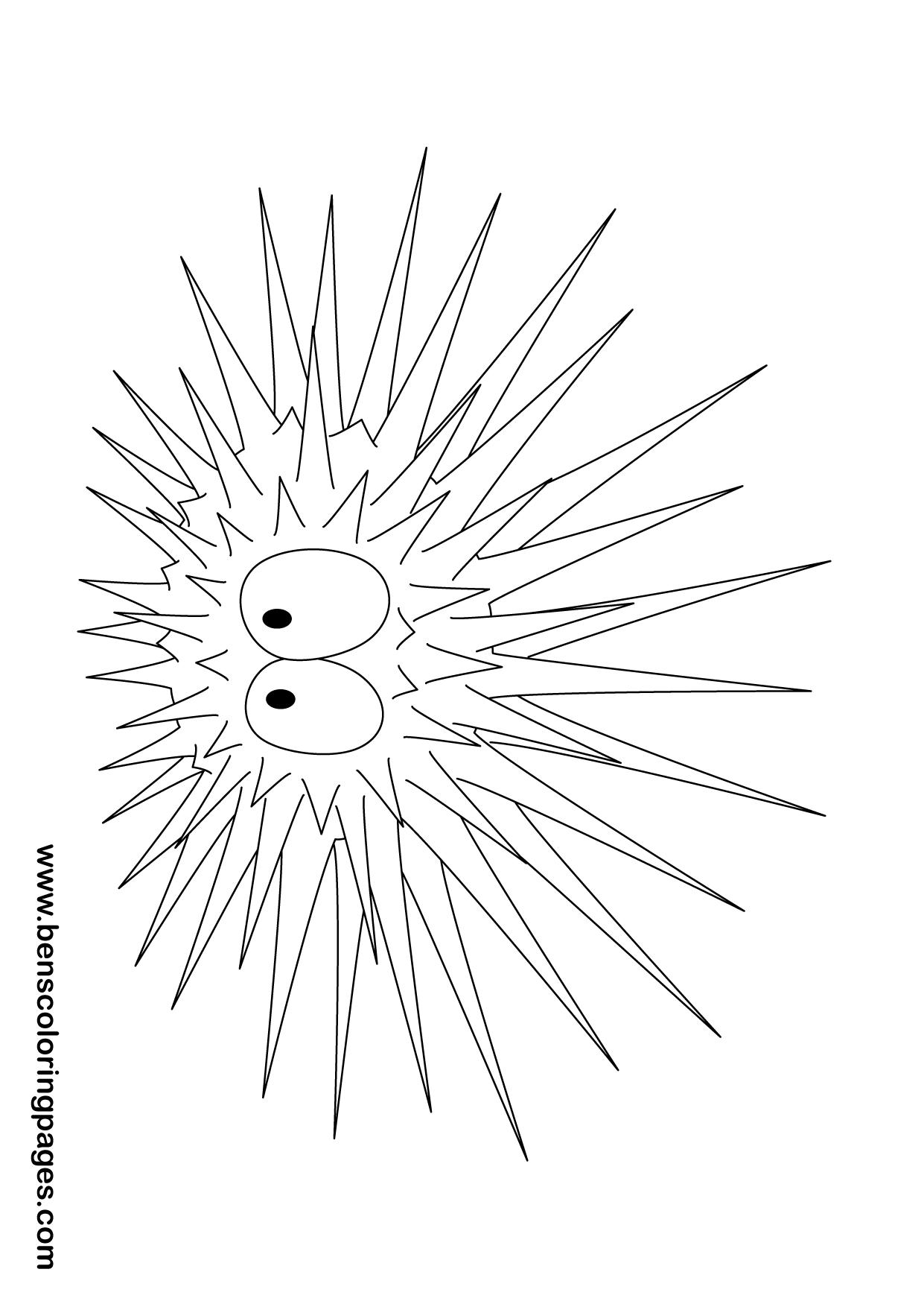 urchin drawing to color